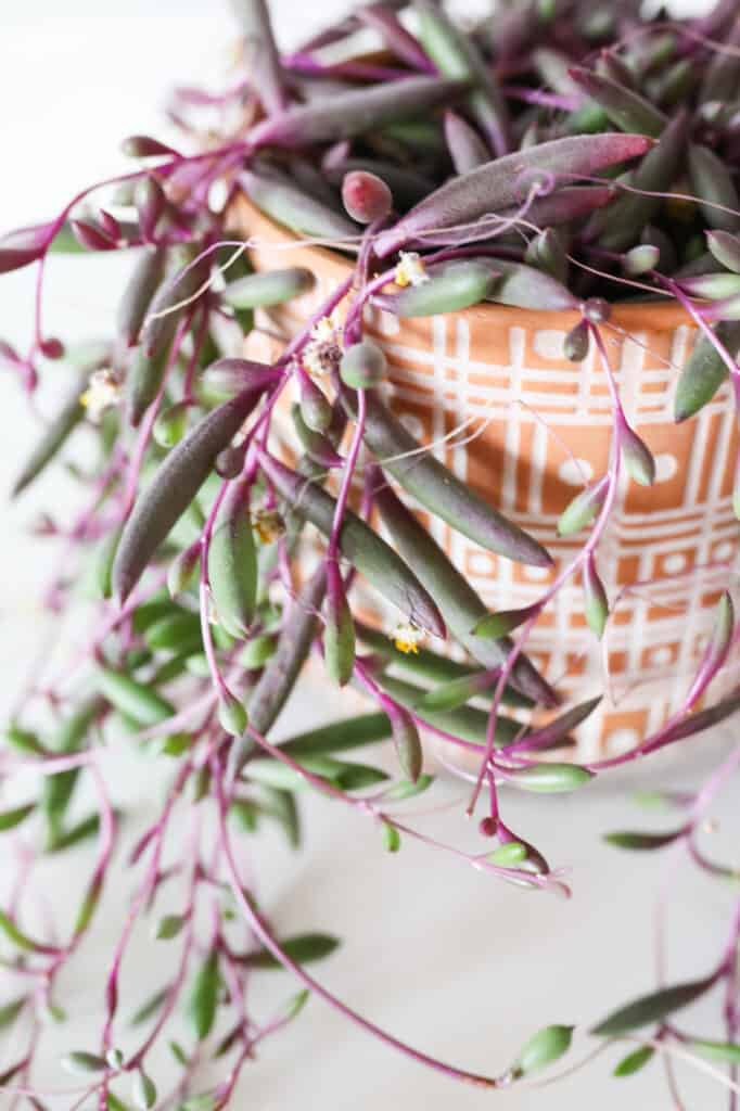 ruby necklace plant