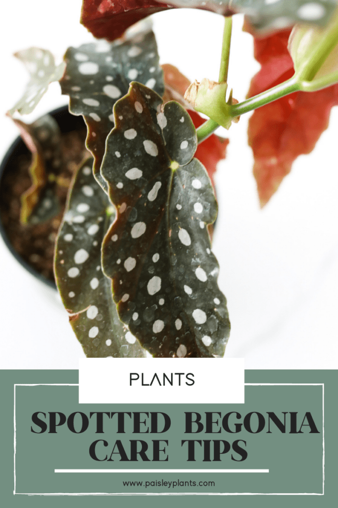 SPOTTED BEGONIA CARE TIPS