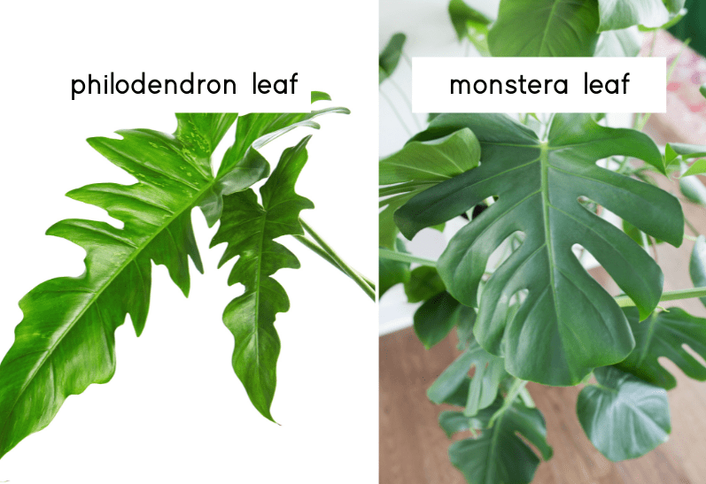 Philodendron leaf vs. Monstera leaf