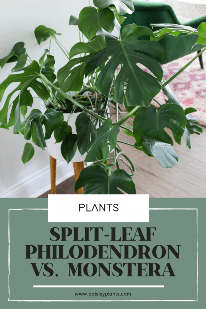 Split-Leaf Philodendron vs. Monstera