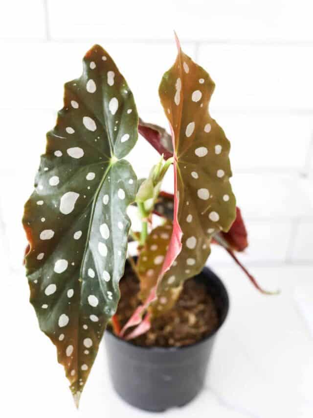 3 Begonia Maculata Care Tips Paisley Plants