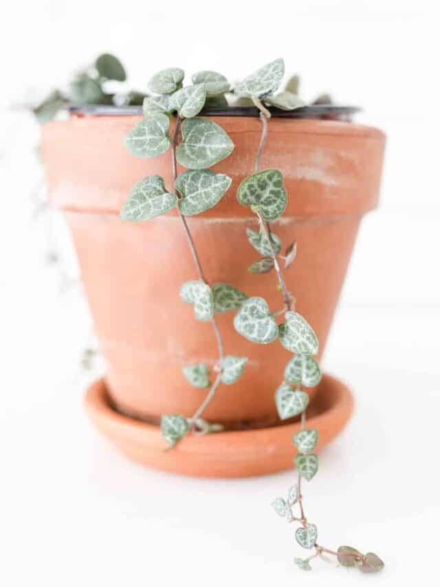 3 Tips to Care for a String of Hearts Plant Paisley Plants