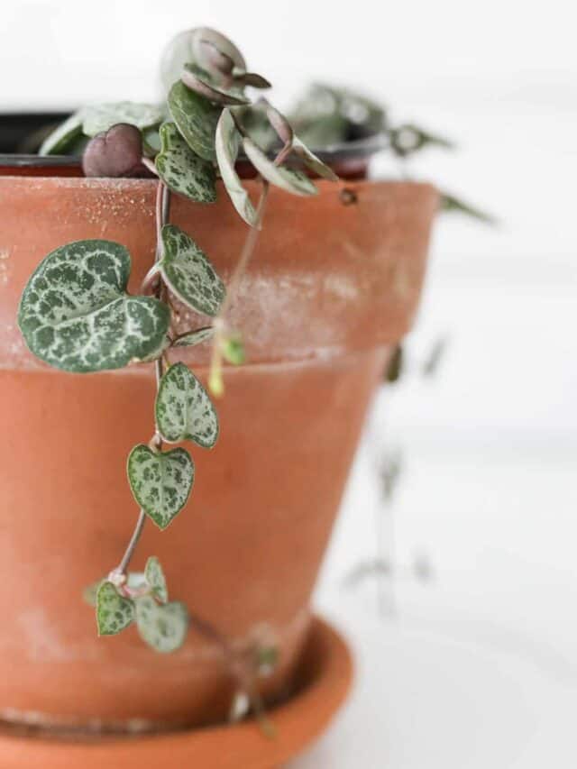 string of hearts plant