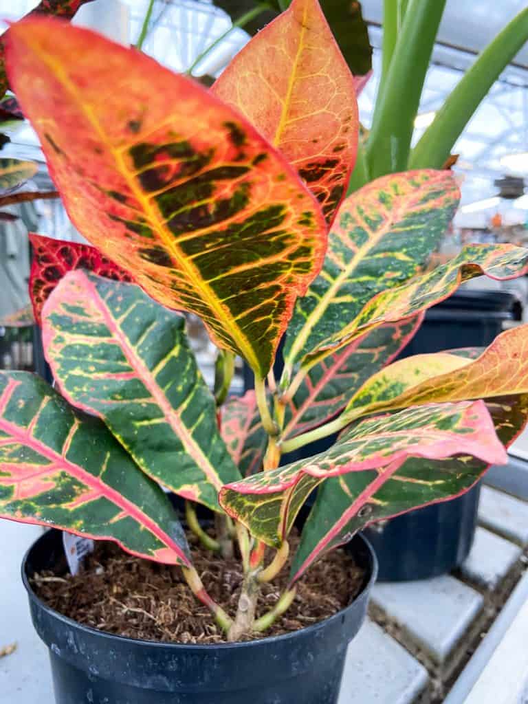 croton