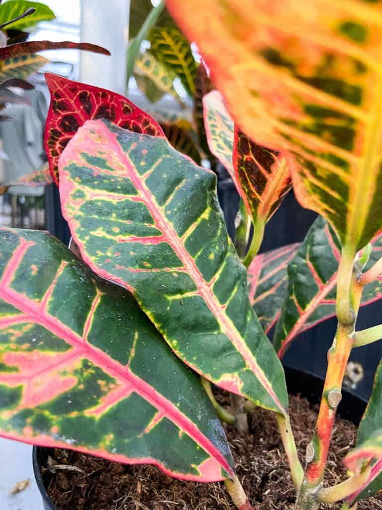 croton leaves