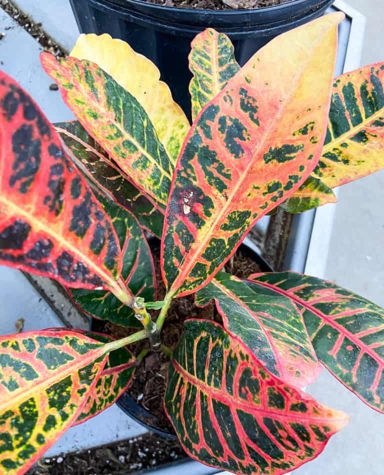 How to Propagate Crotons Three Different Ways Paisley Plants