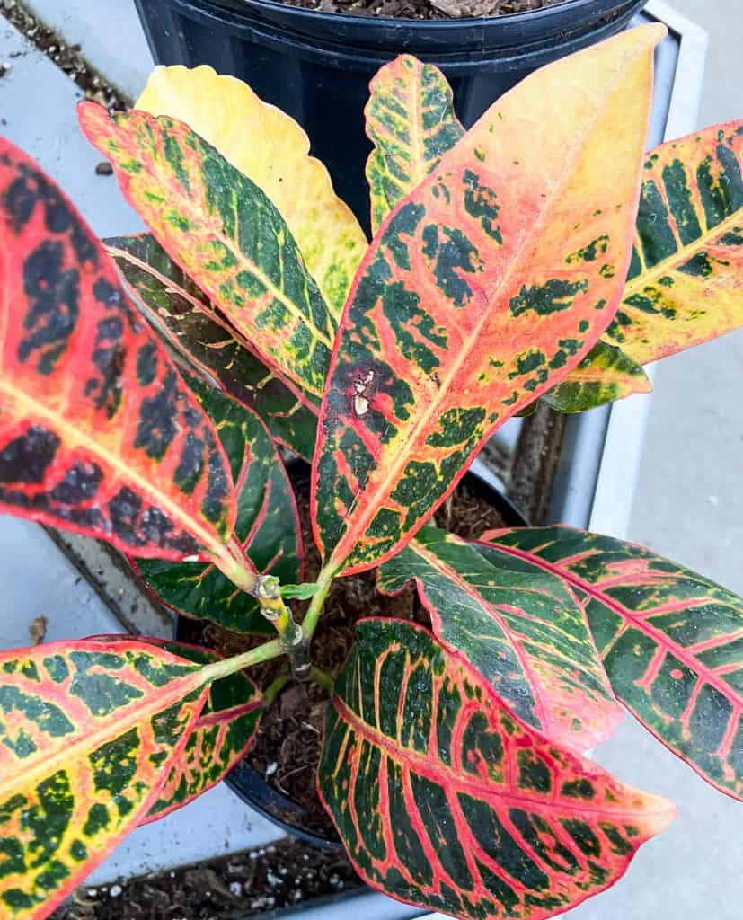 croton leaves