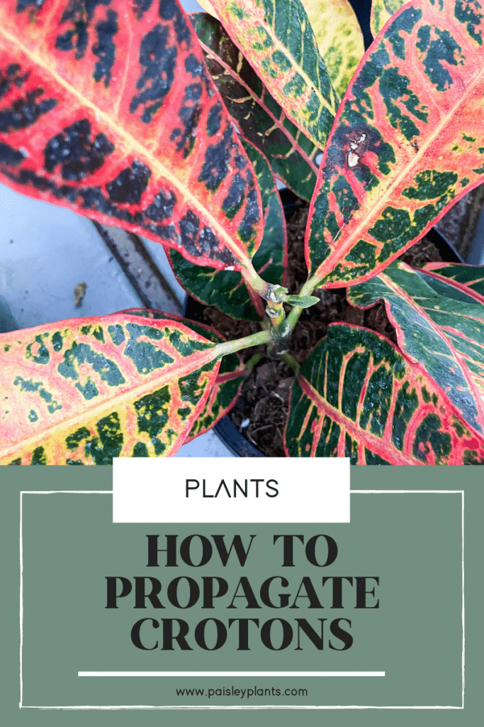 How to Propagate Crotons