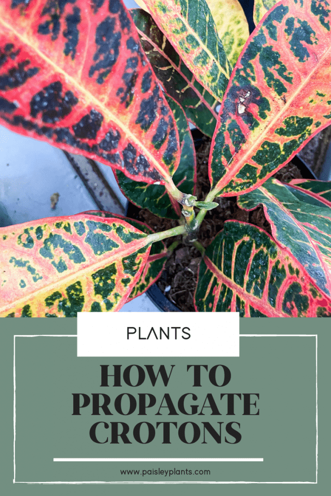 How to Propagate Crotons Three Different Ways Paisley Plants