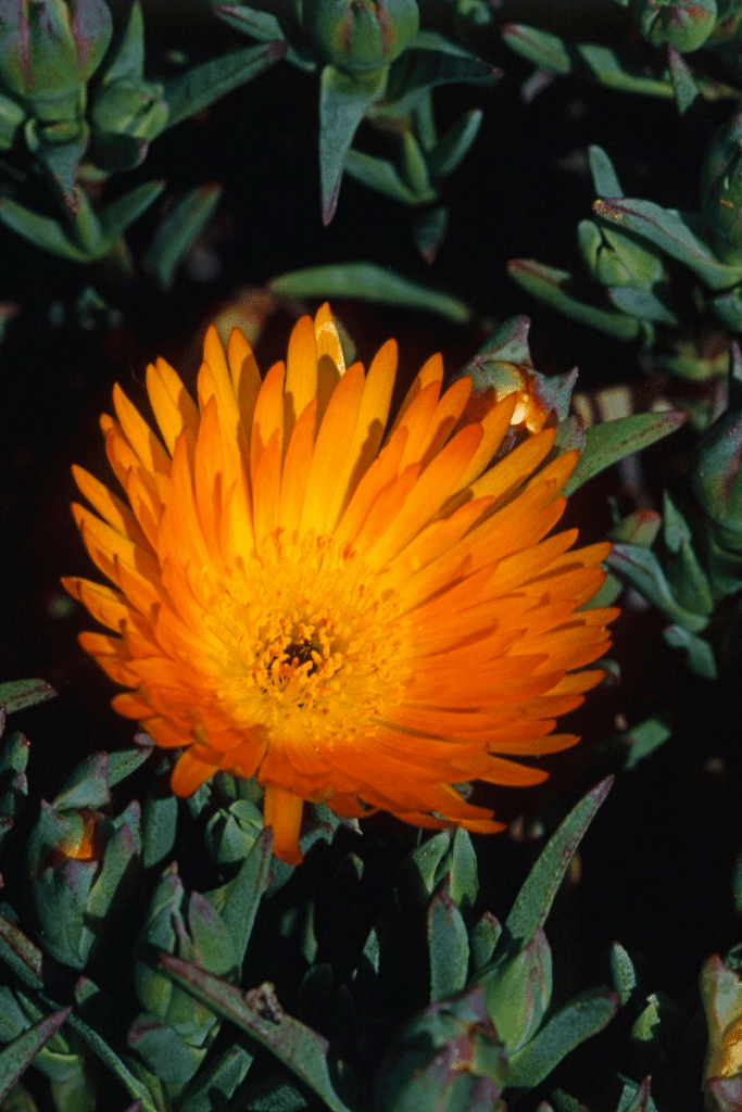 ice plant with orange blooms