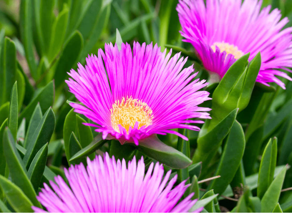 ice plant with purple blooms