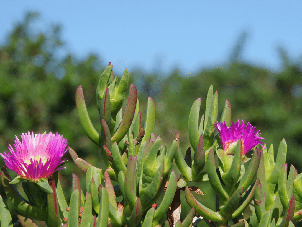 ice plant outdoors