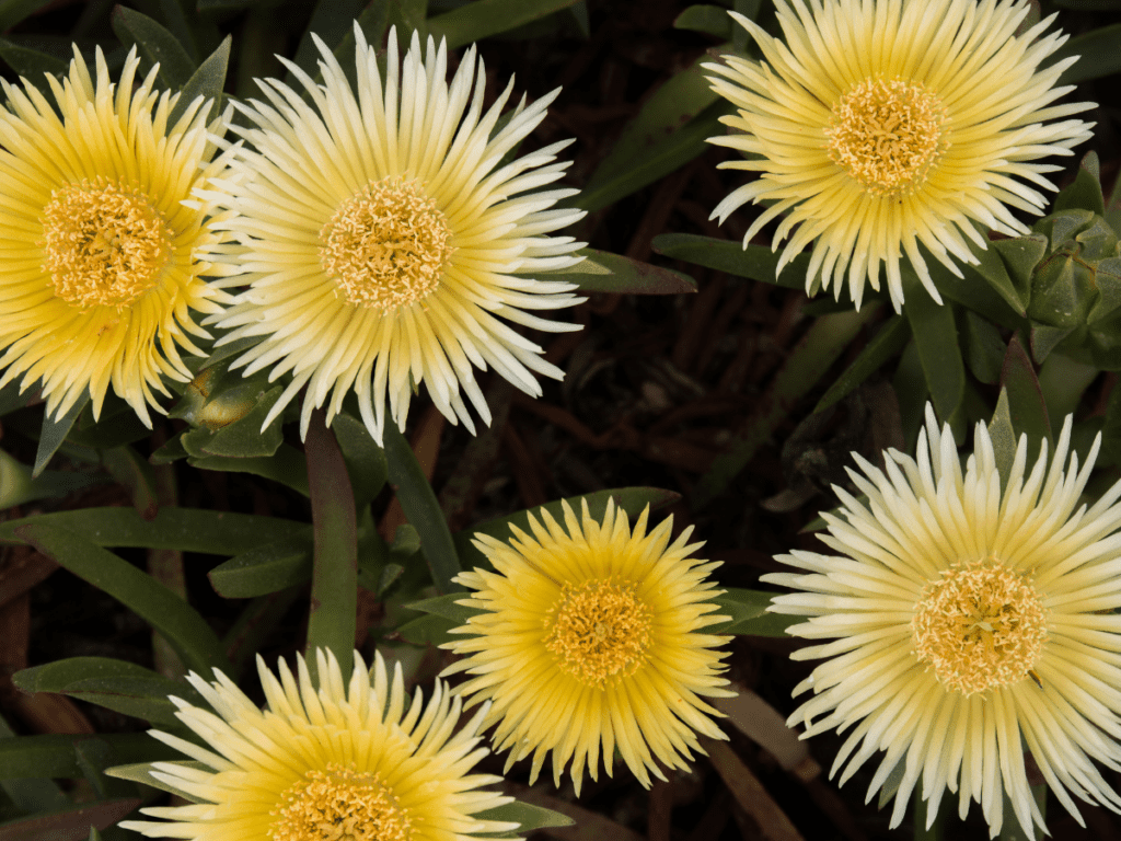 ice plant with yellow blooms