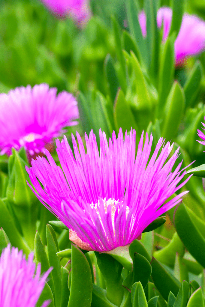 ice plant with purple flowers