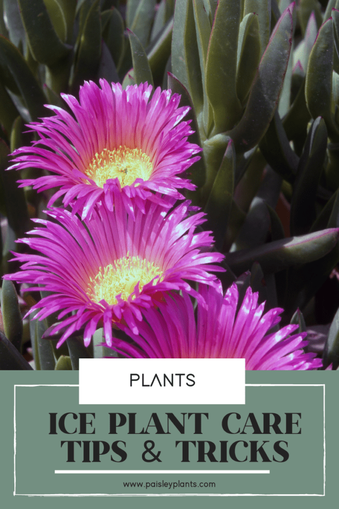 ice plant care tips and tricks