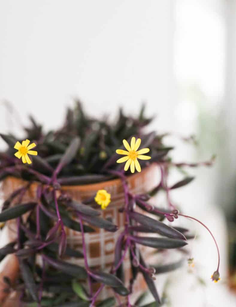 ruby necklace blooms