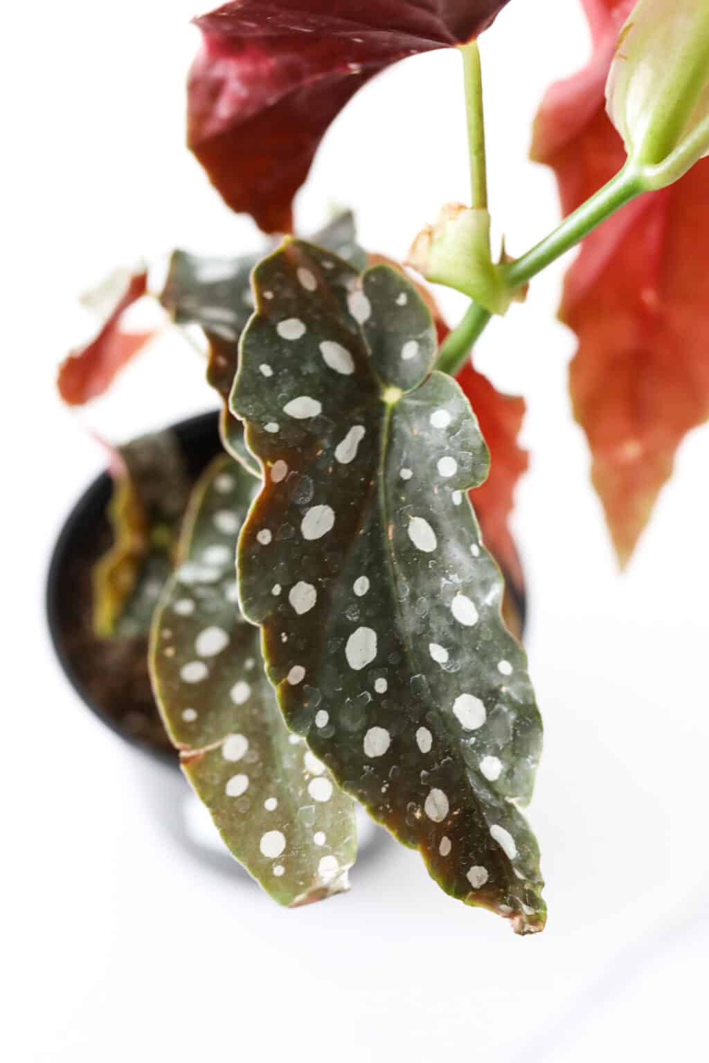 Begonia Maculata Polka Dot Begonia Care Paisley Plants