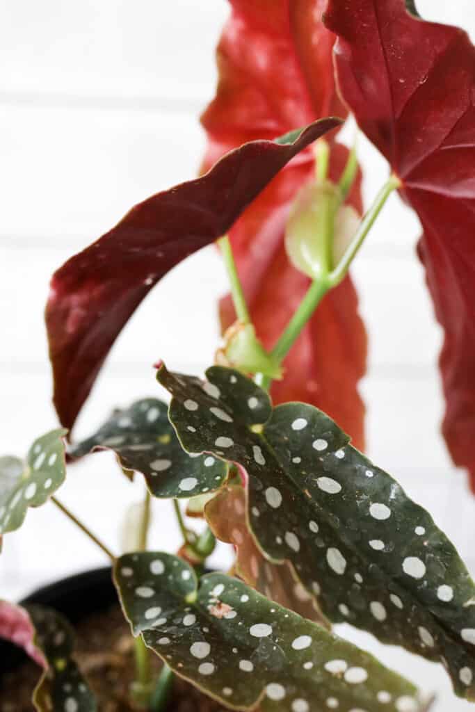 spotted begonia plant