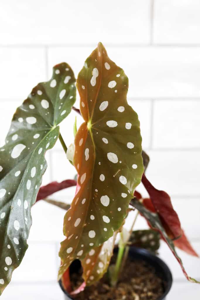 spotted begonia plant