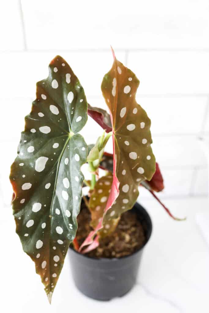 spotted begonia plant