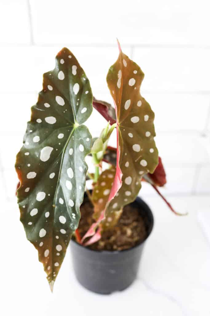 spotted begonia plant
