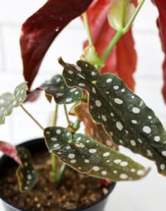 Begonia Maculata - Polka Dot Begonia Care - Paisley Plants