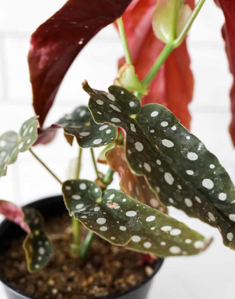 spotted begonia plant