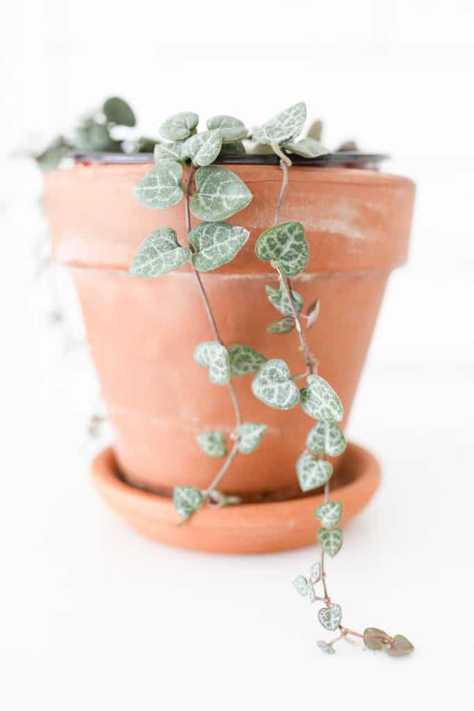 string of hearts plant