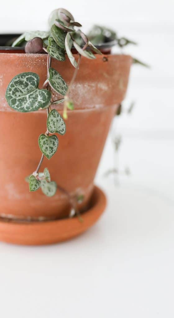 string of hearts plant