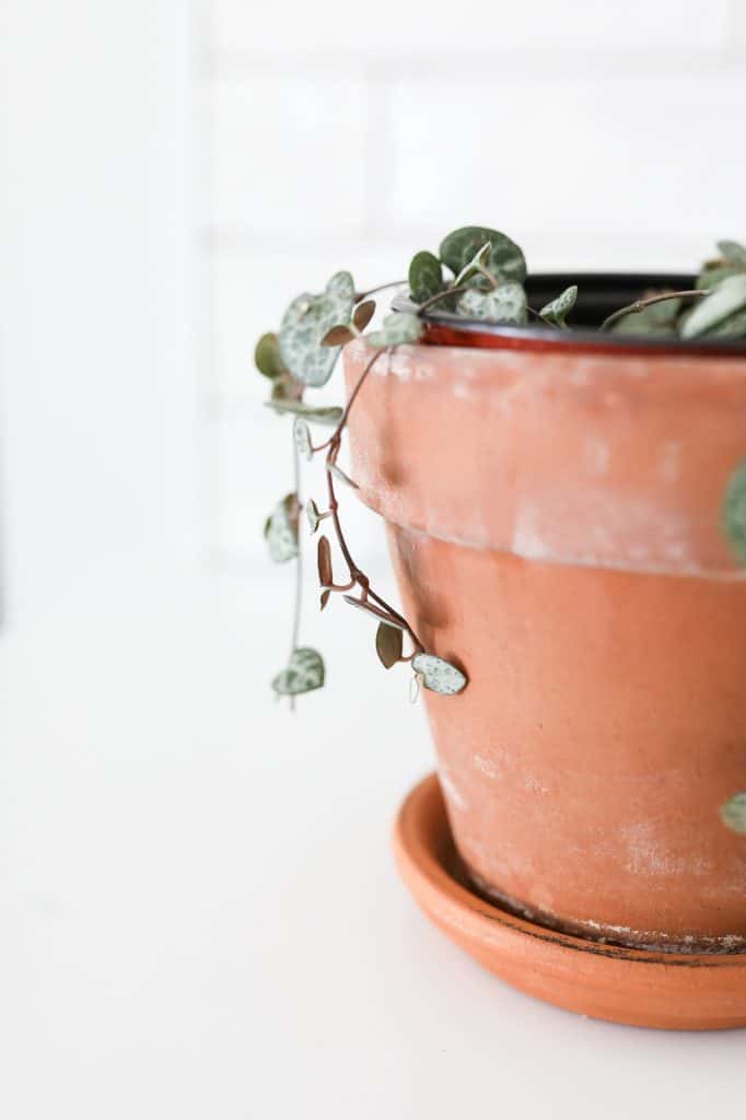 string of hearts plant