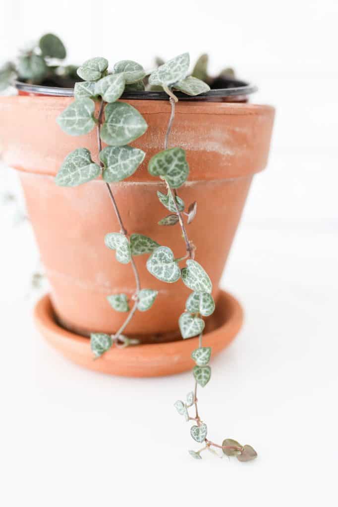 string of hearts plant