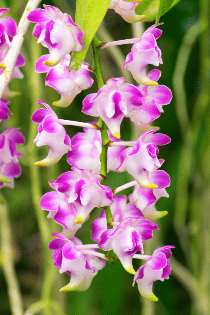 Cat’s Tail Orchid Aerides