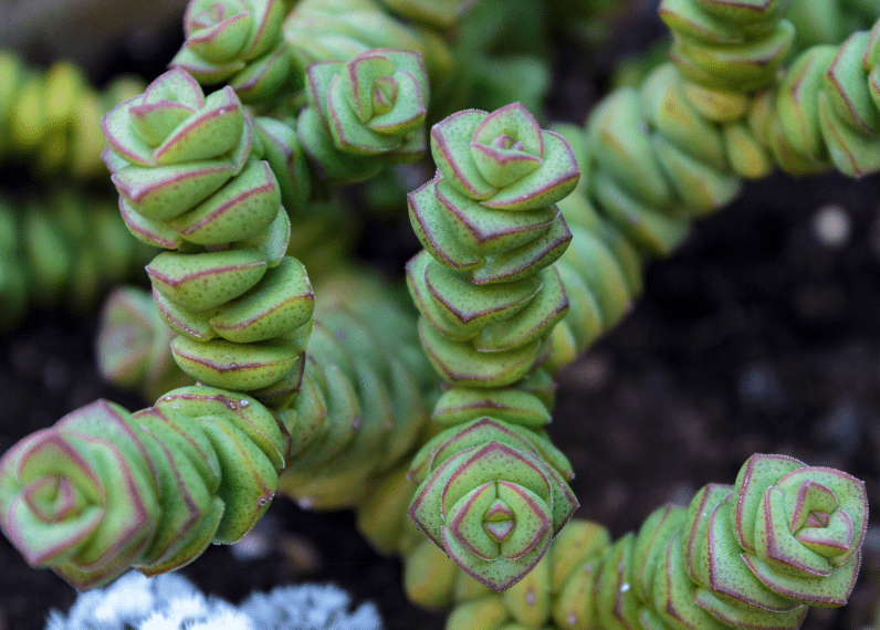 string of Buttons / Crassula perforata