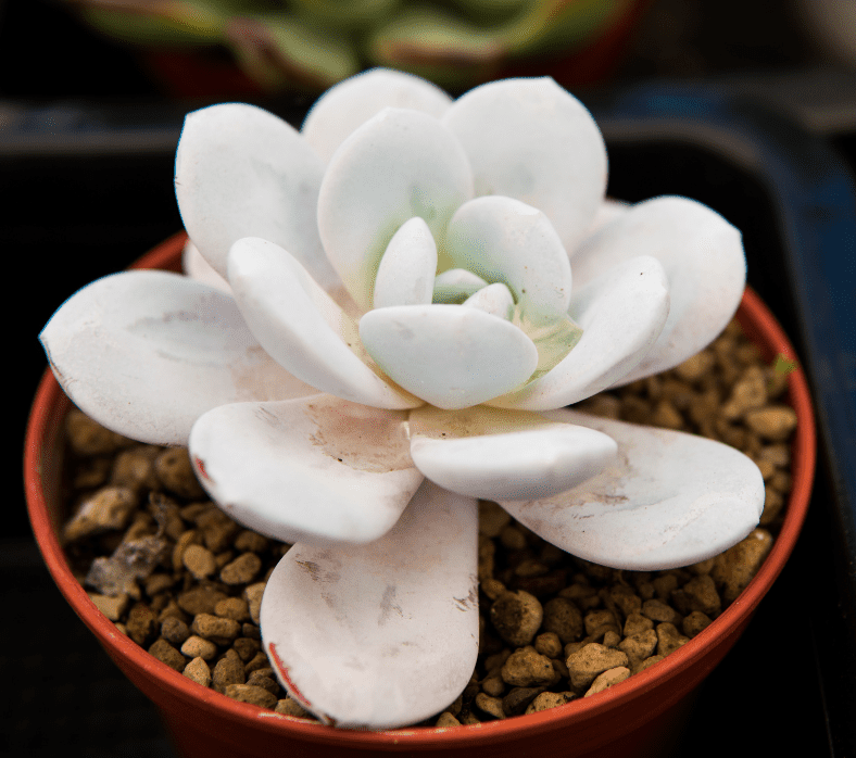 Echeveria 'Laui’