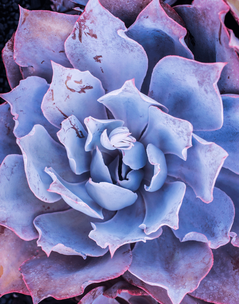 Echeveria ‘Afterglow’