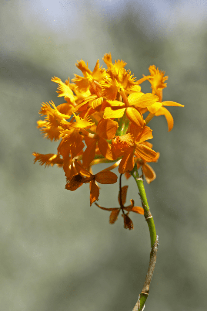 Epidendrum Orchids Epidendrum