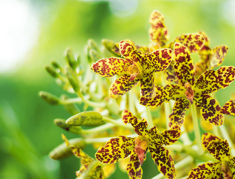 Tiger Orchid Grammatophyllum speciosum