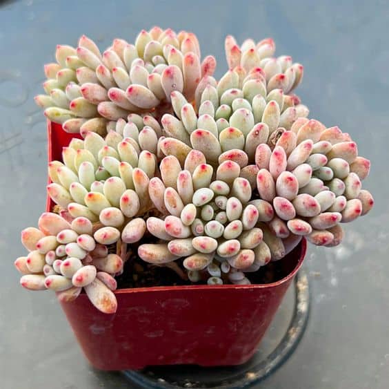 Bluebean / Graptopetalum pachyphyll