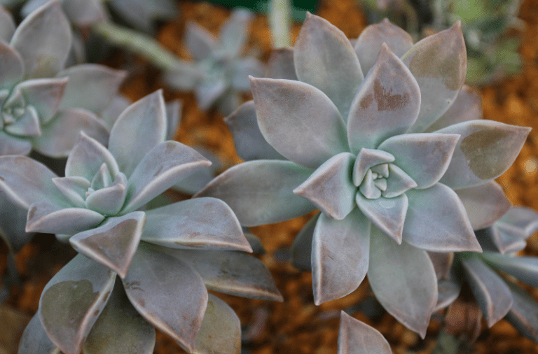 21 Pink Succulent Plants - Paisley Plants