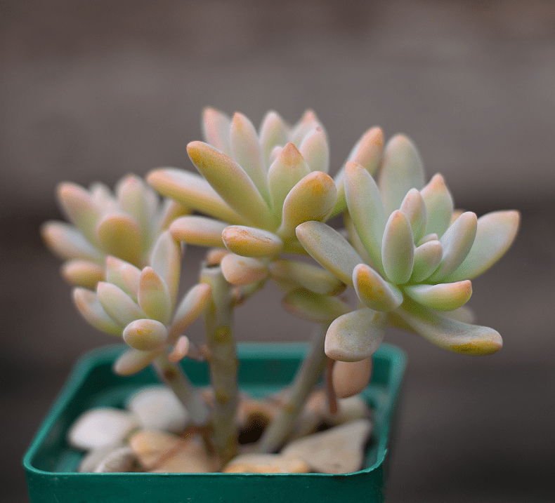 Graptosedum ‘Francesco Baldi’