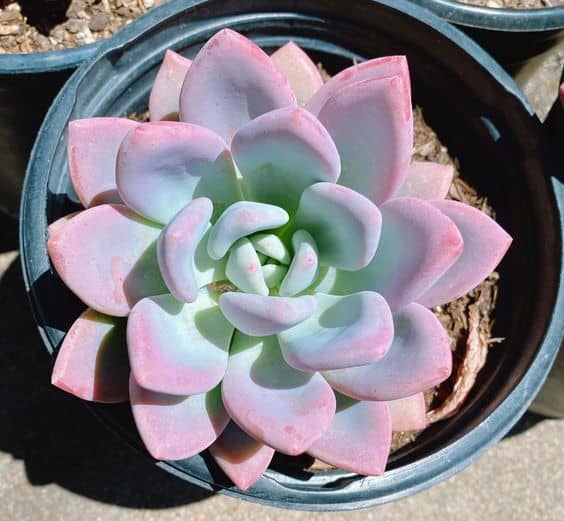 Graptoveria ‘Opalina’