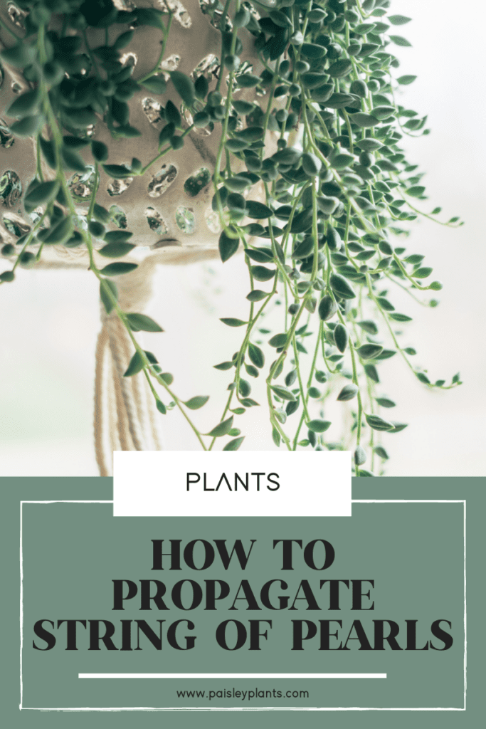 how to propagate string of pearls
