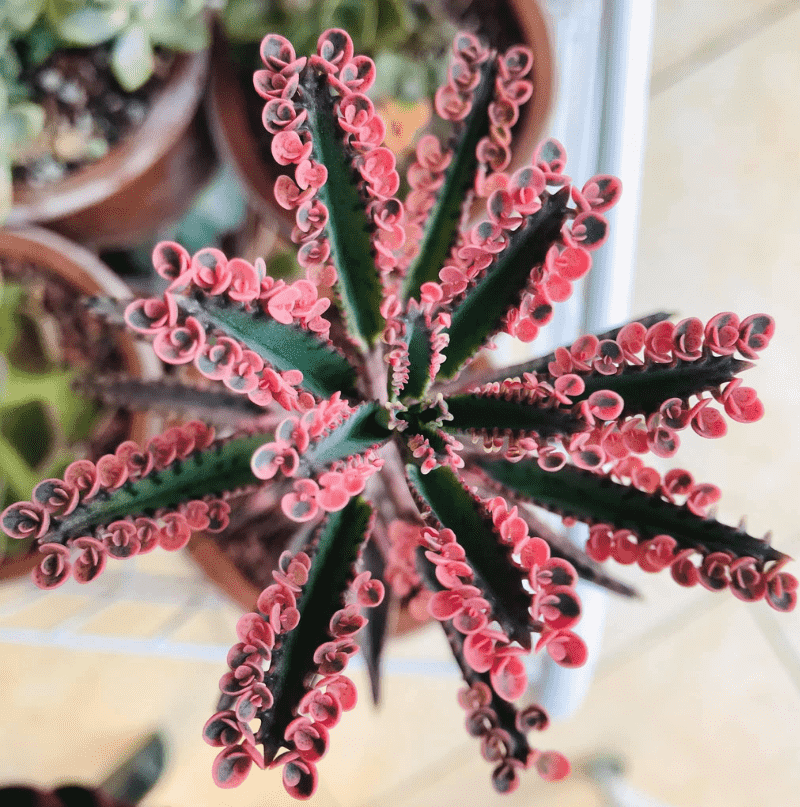 Kalanchoe