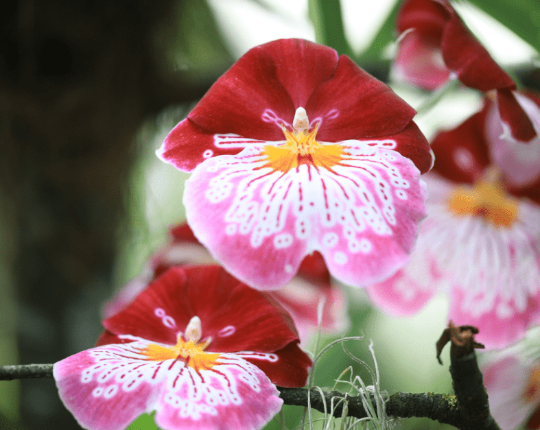 Miltonia Orchids Miltonia 