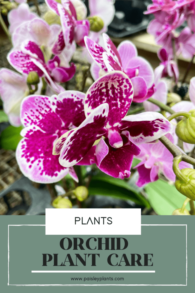 orchid plant care