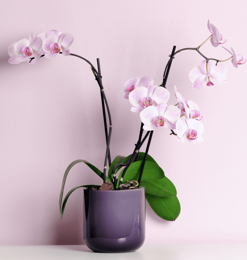orchid plant in purple pot
