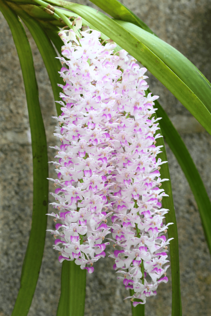 Rhynchostylis
