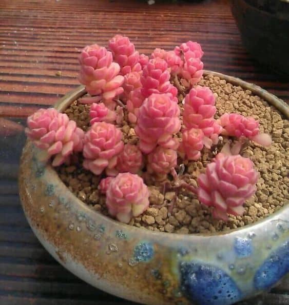 Sedum Versadense