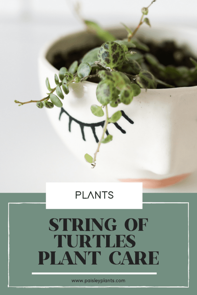String of Turtles Care
