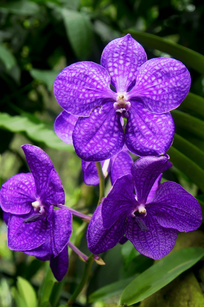 Vanda Orchids Vanda